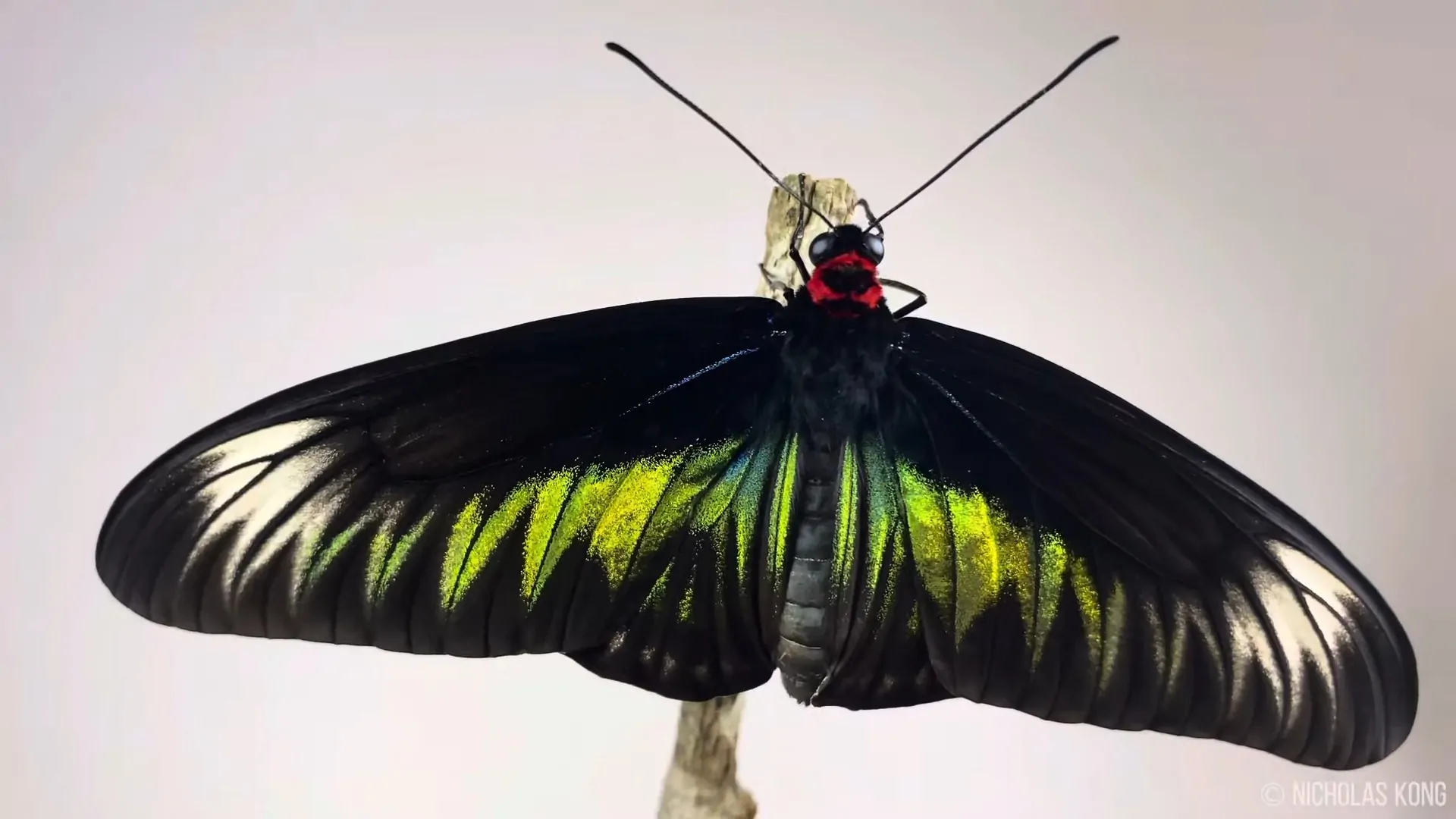 Trogonoptera brookiana
