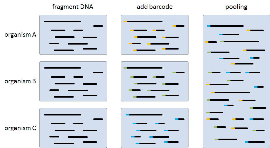 DNA pooling