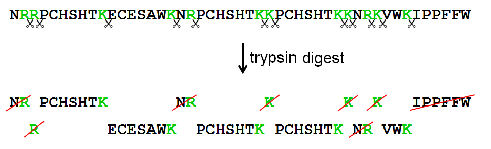 trypsin digest