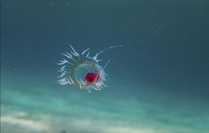 Turritopsis_dohrnii Turritopsis_dohrnii