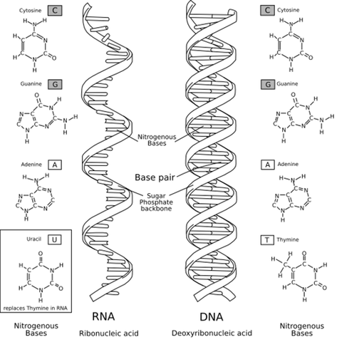 DNA vs RNA