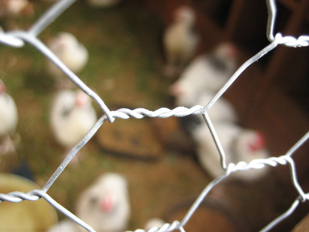 chicken wire chicken wire