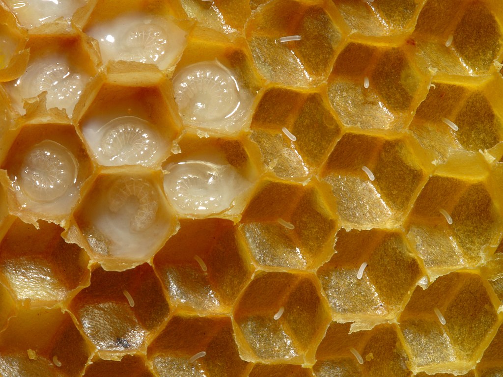 honeycomb