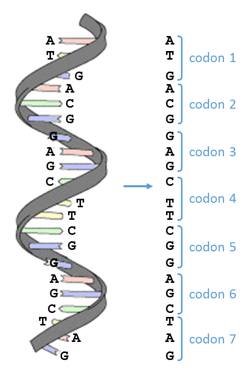 codons