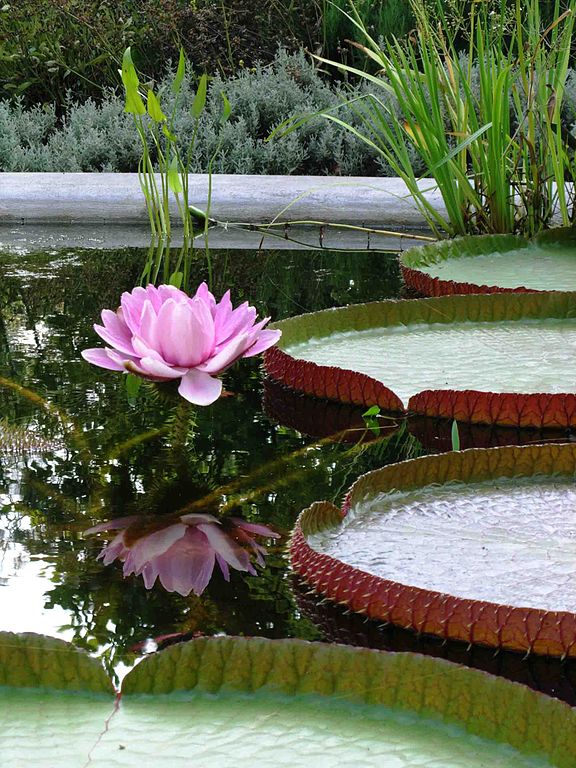 Victoria amazonica