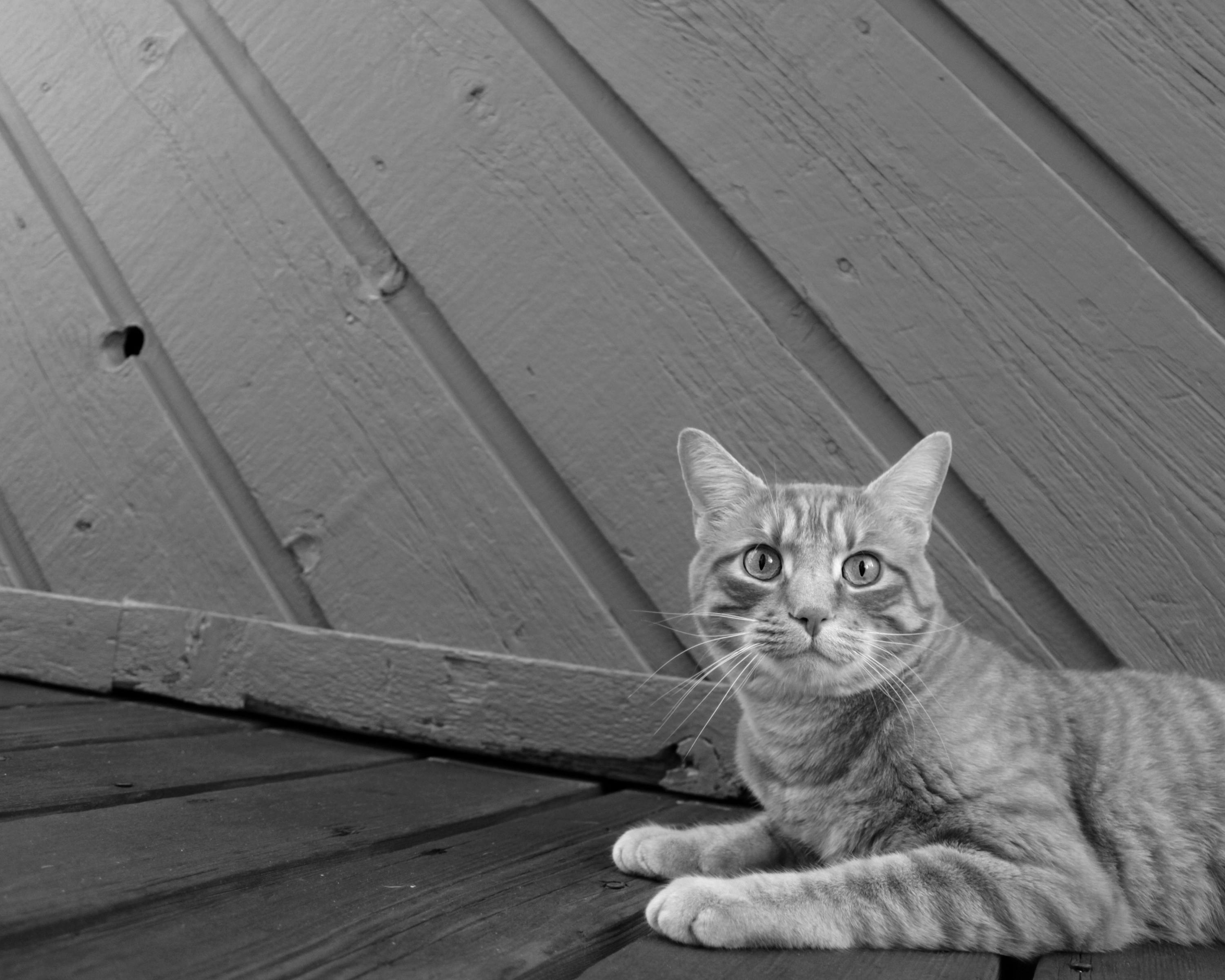 Een kat in grijswaarden. Een kat in grijswaarden.