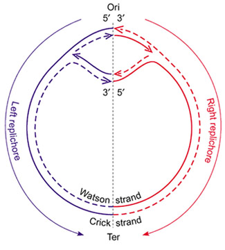 DNA replicatie