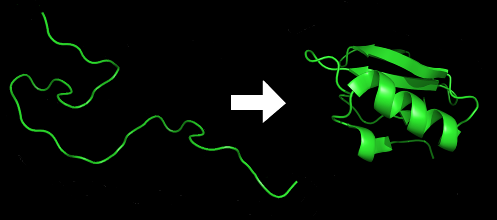 protein folding protein folding