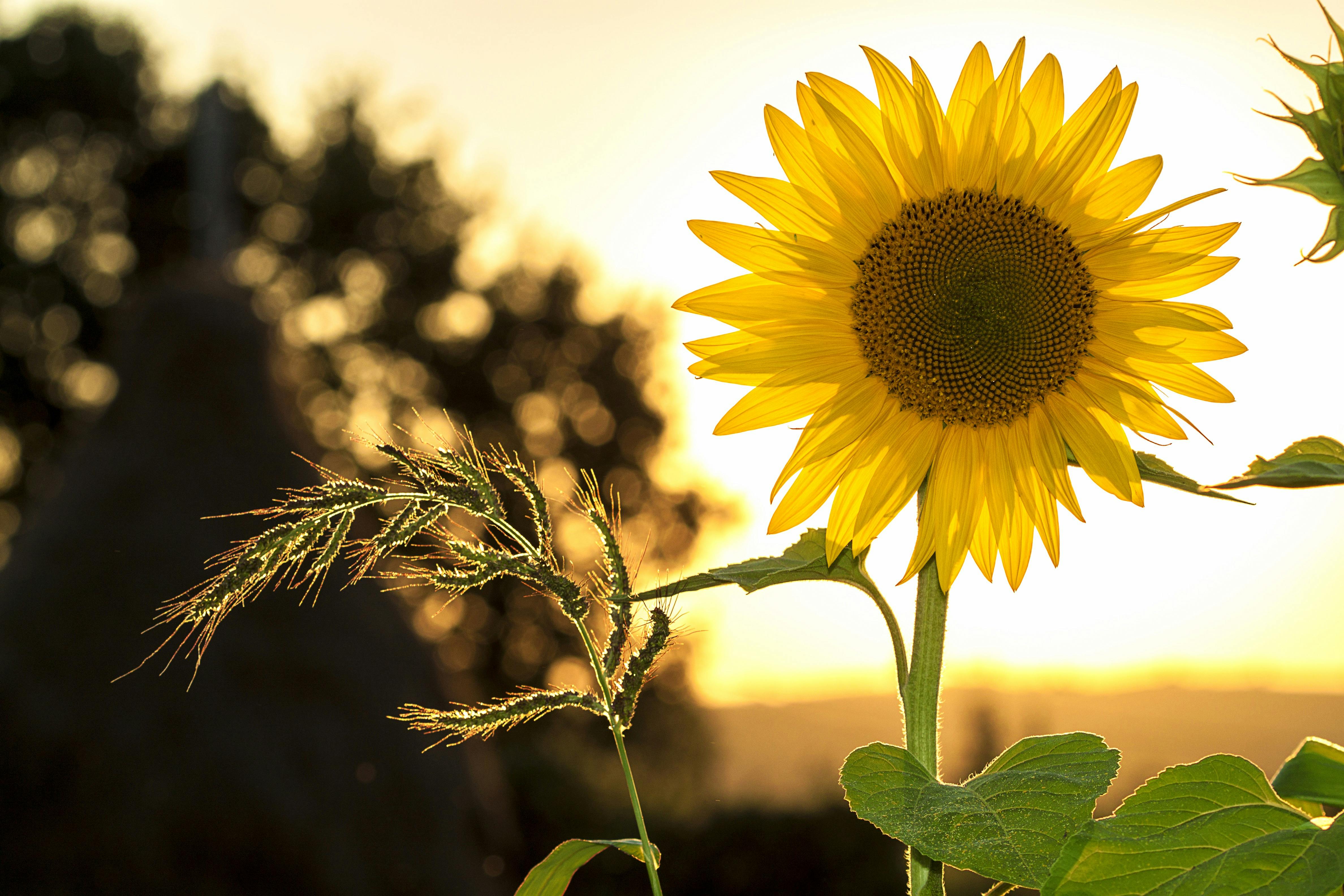 Foto door Pixabay