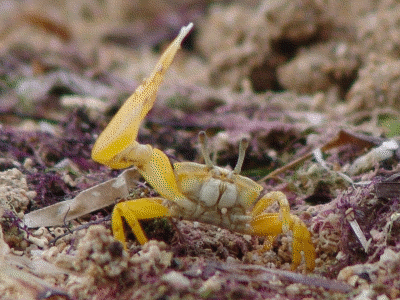 fiddler crab fiddler crab