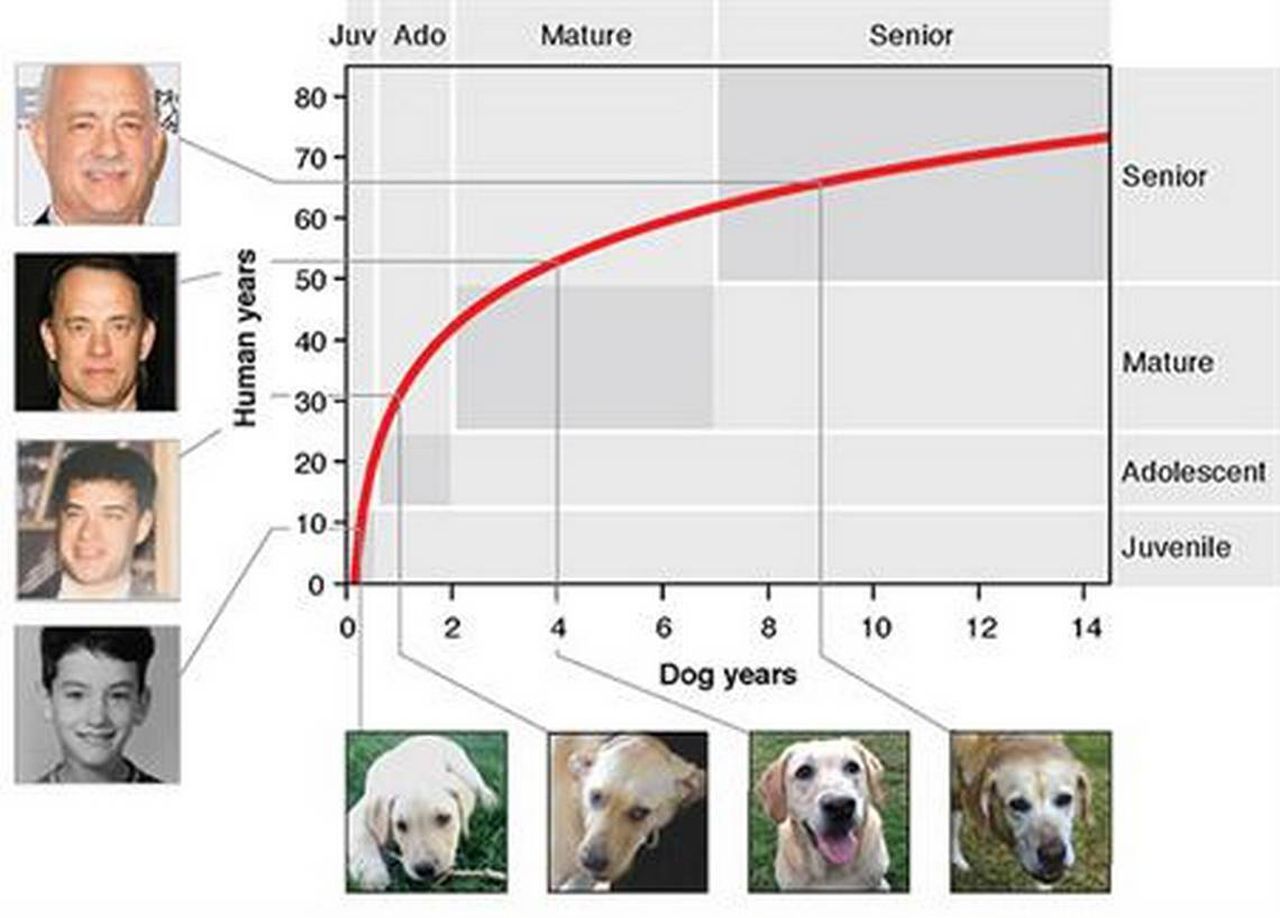 dog vs human