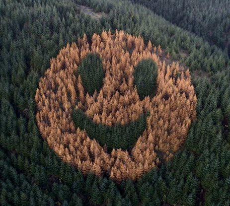 happy forest