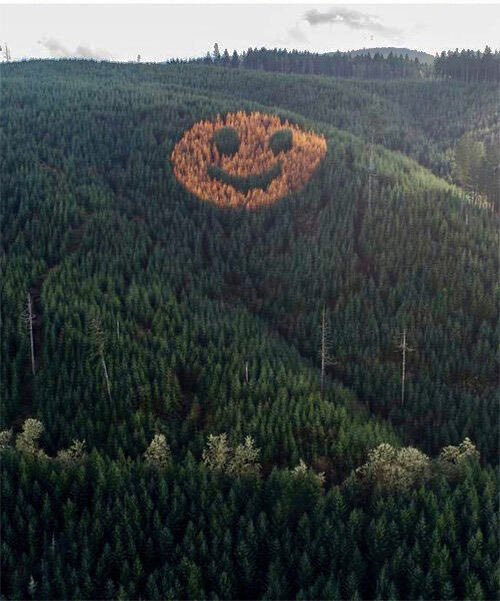 happy forest