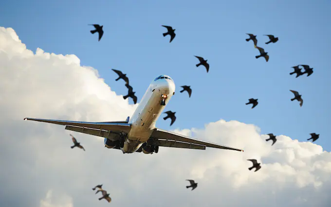 vogels en vliegtuigen