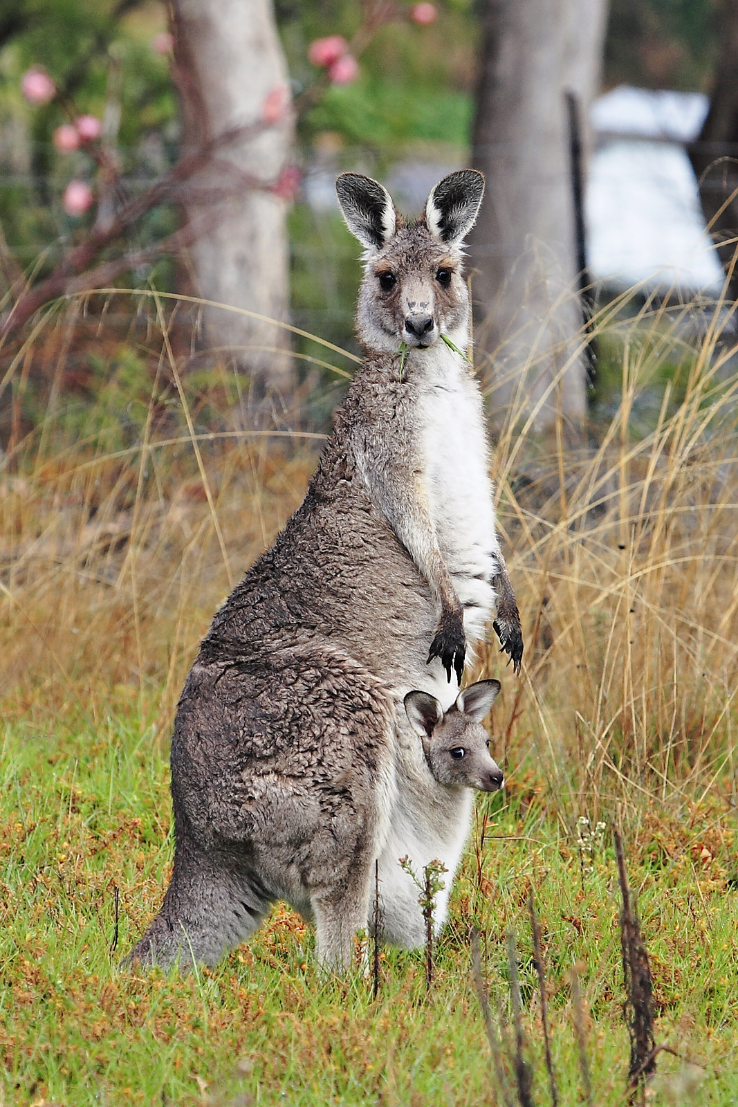 kangaroo