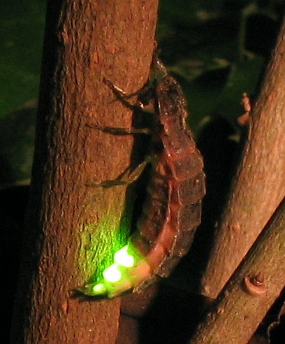 glimworm