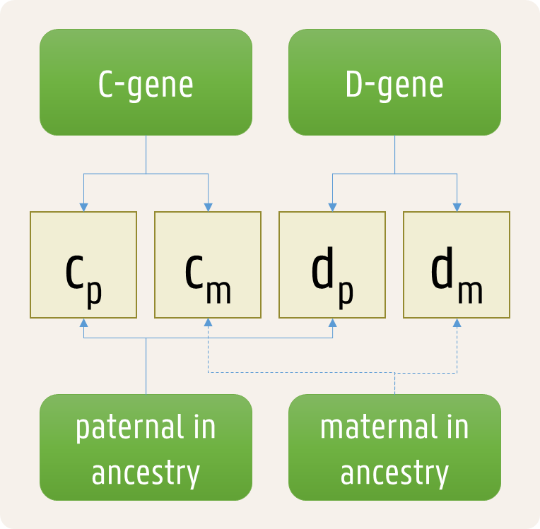 genotype