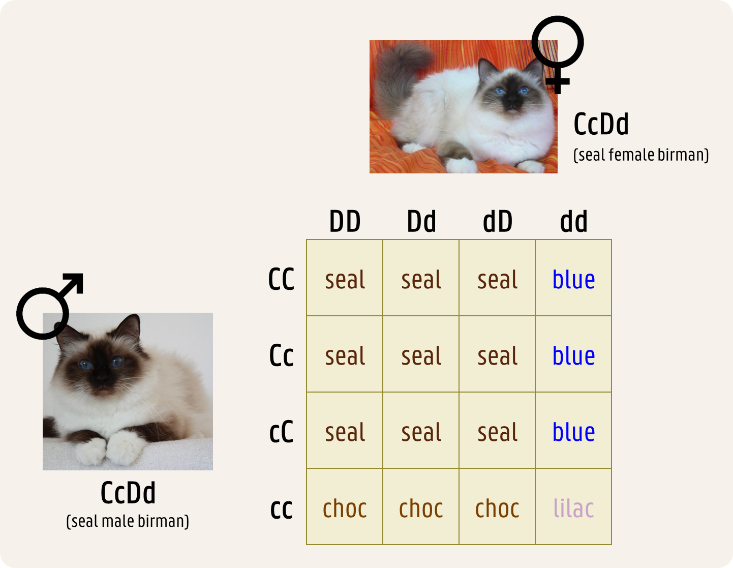 Punnett square