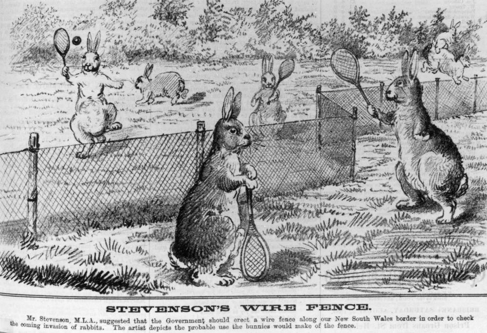rabbit tennis