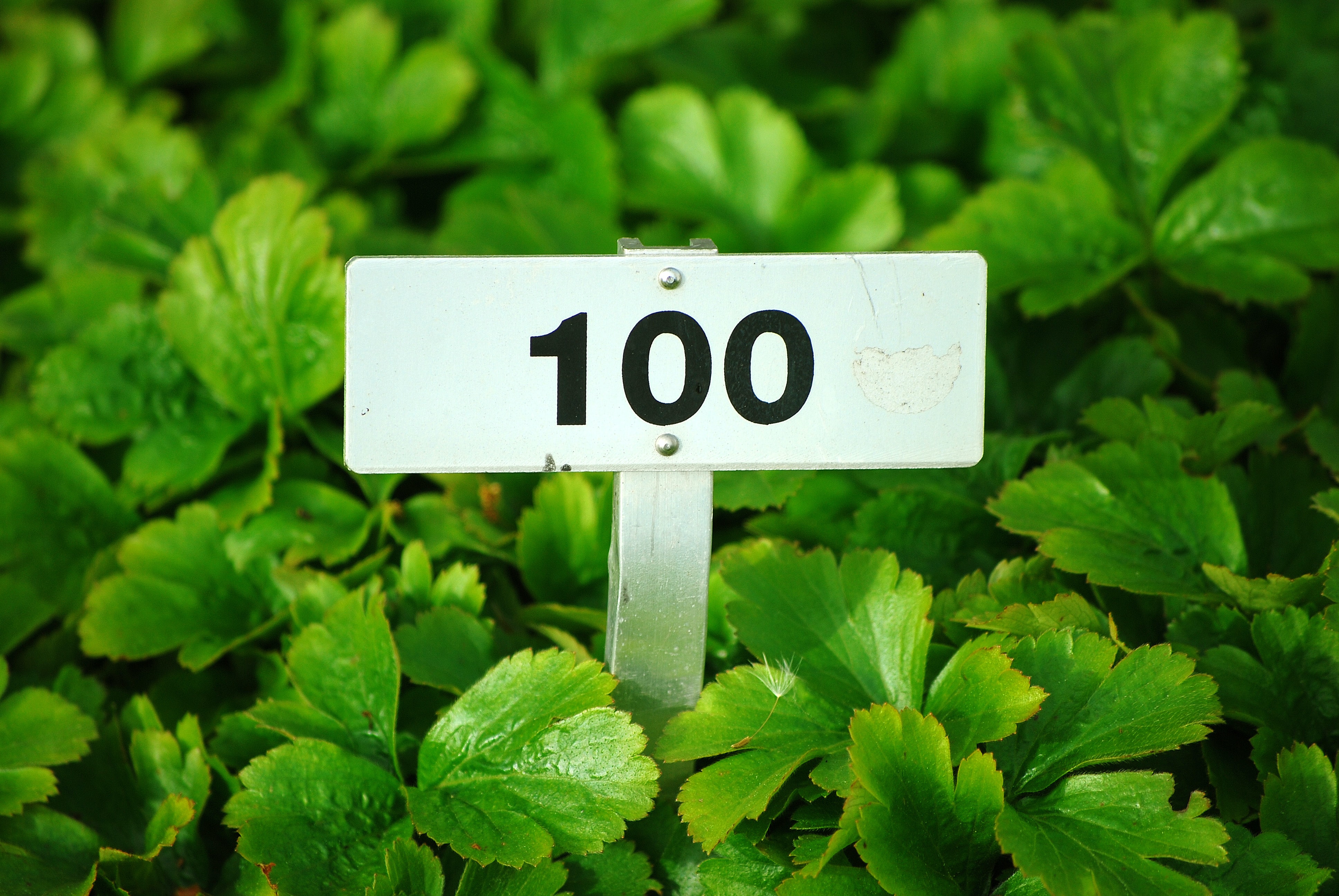 Foto door Marcel Eberle op Unsplash. Het getal 100.