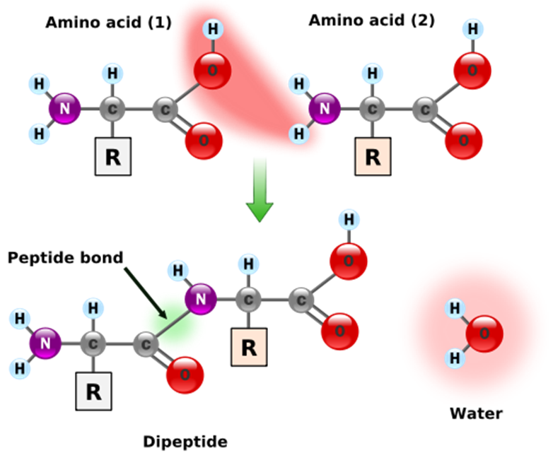 peptide bond peptide bond