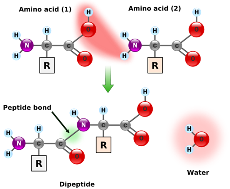 peptide bond