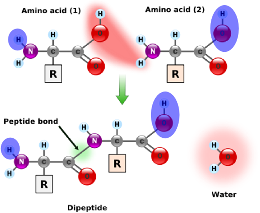 outermost acids