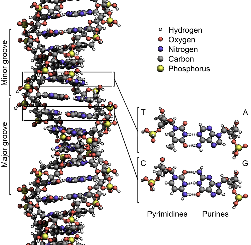 double helix double helix