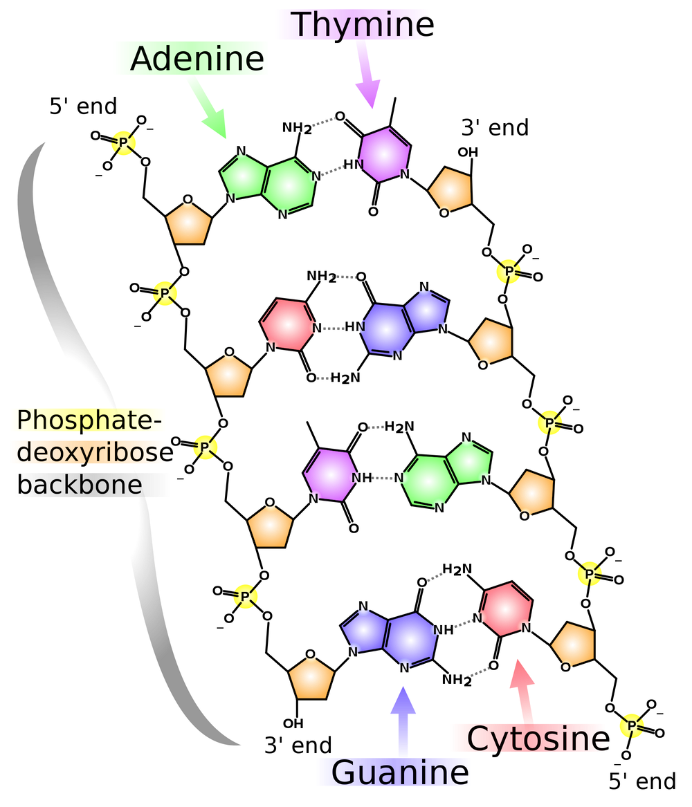 base pairing