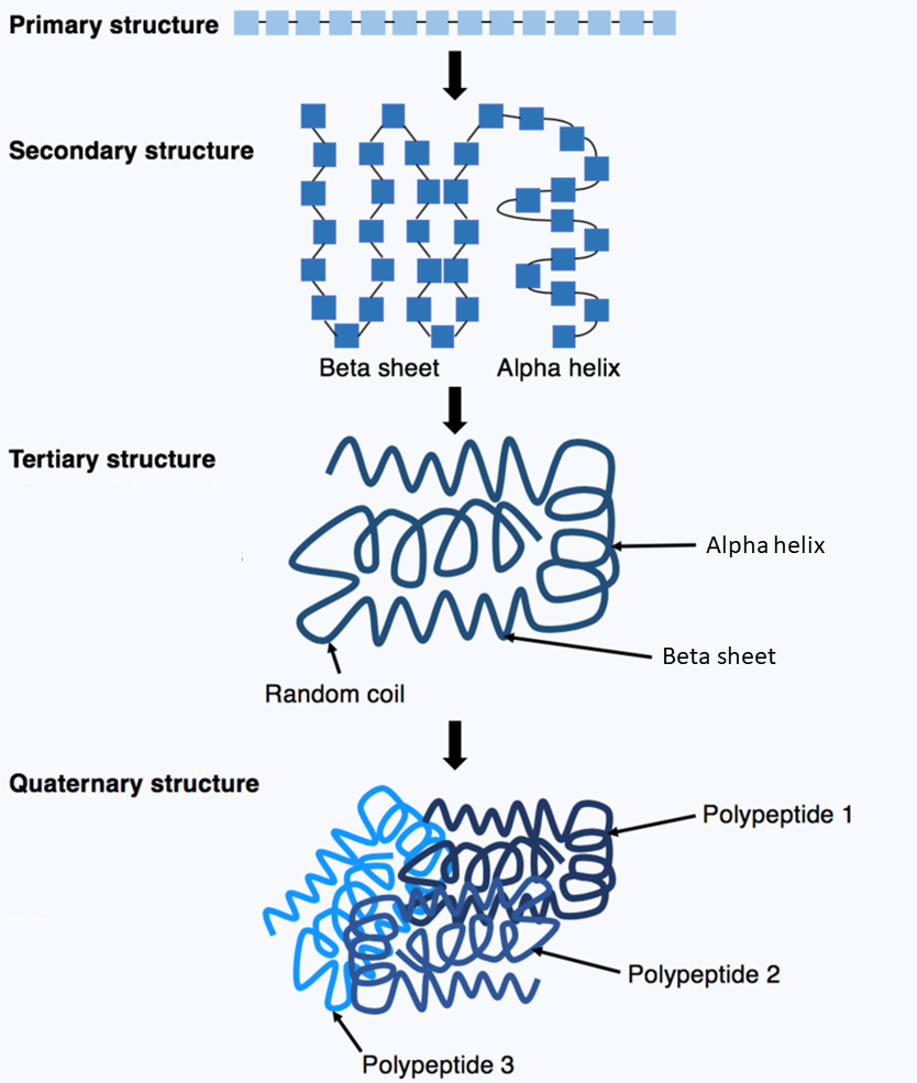 protein folding