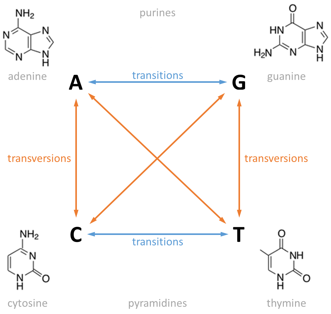 mutations
