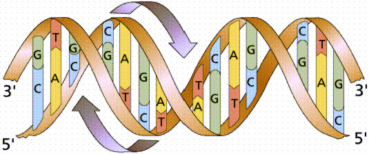 Double helix