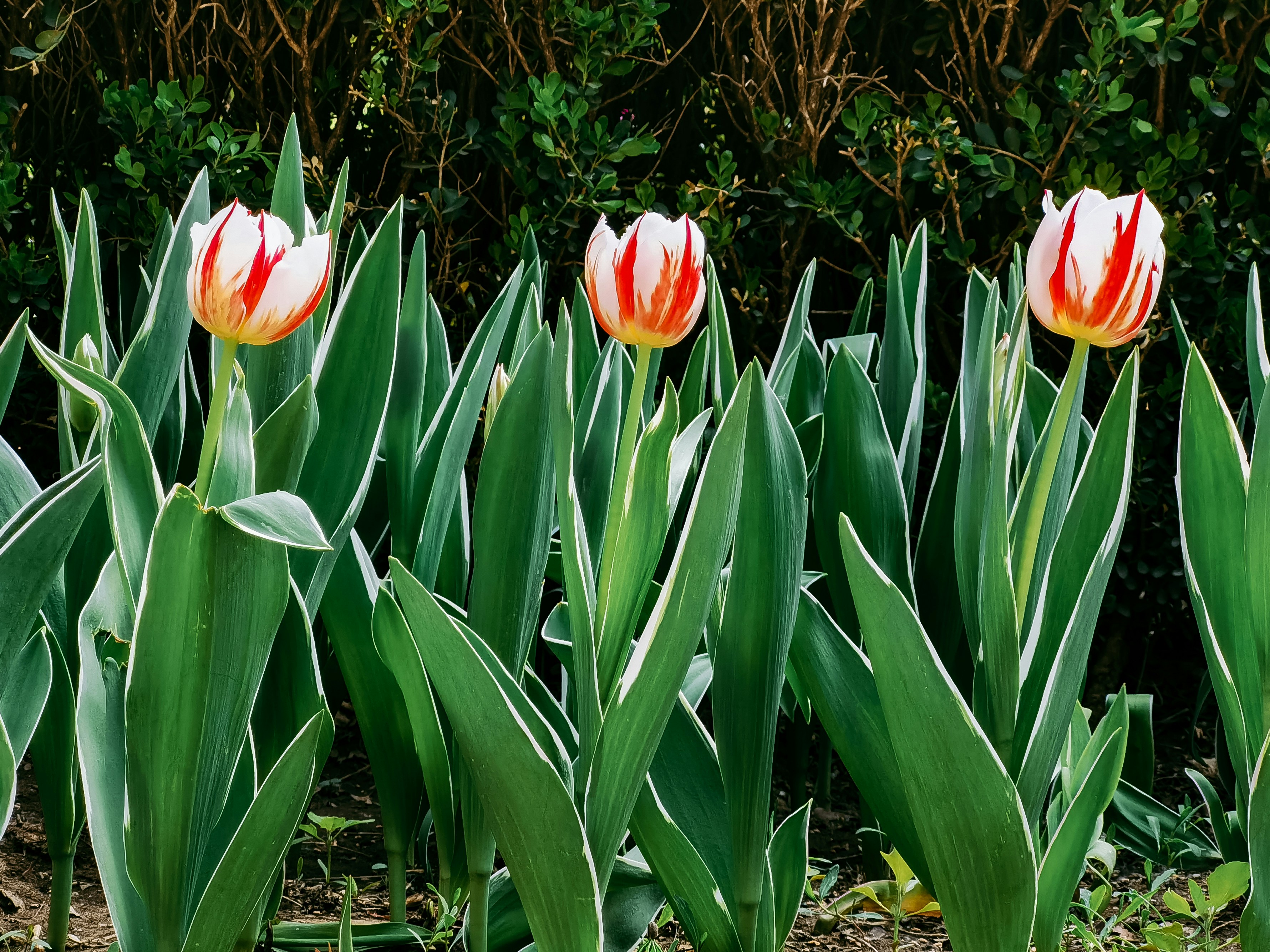 Foto door Wu Yi op Unsplash.