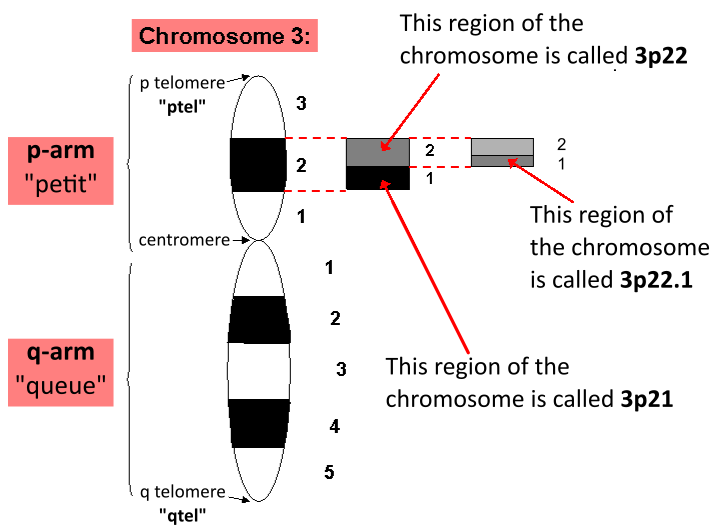 nomenclatuur nomenclatuur