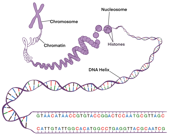 Afbeelding die de structuur van DNA toont