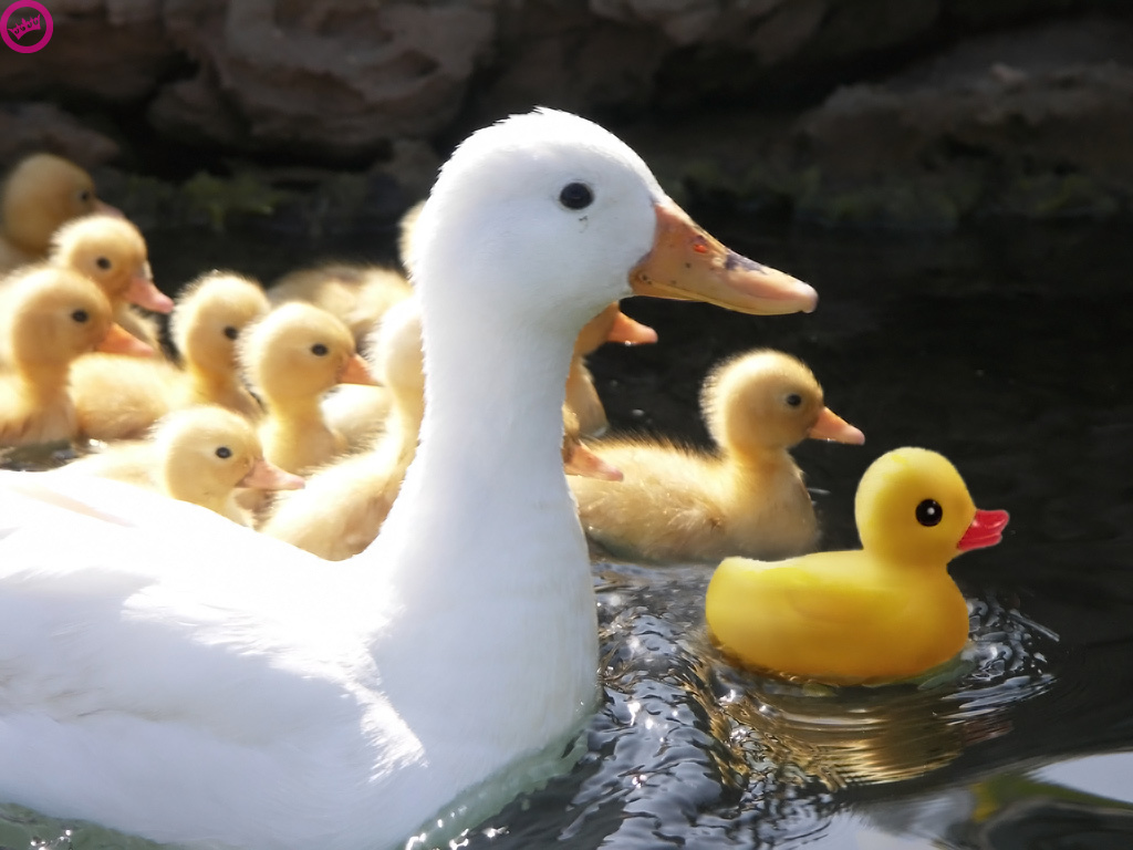 vreemde eend vreemde eend