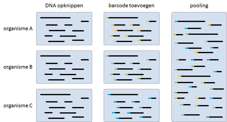 DNA pooling