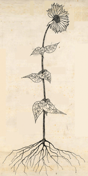 zonnebloem
