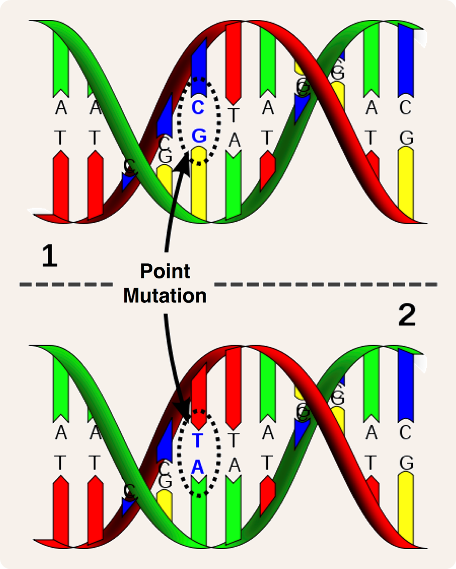 Puntmutaties zijn de eenvoudigste een meest voorkomende vorm van nucleïnezuurmutaties, waarbij in één enkele nucleotide een base wordt vervangen door een andere base. In het geval van DNA verandert een puntmutatie ook de complementaire base, zoals in de figuur waarbij een C-G paar verandert in een A-T paar.
