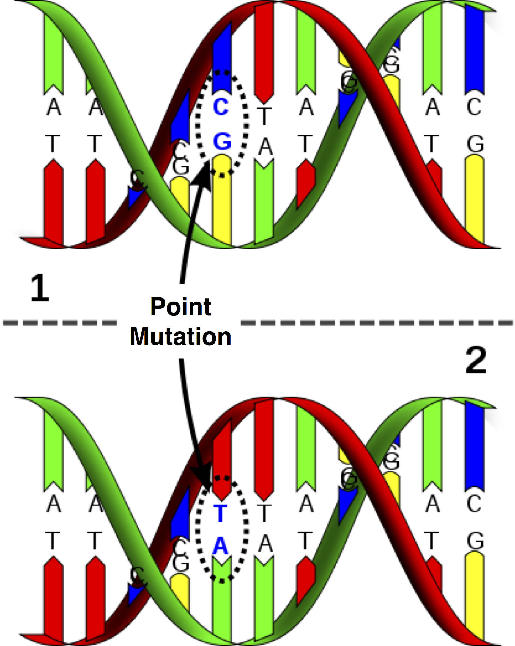 Puntmutaties zijn de eenvoudigste een meest voorkomende vorm van nucleïnezuurmutaties, waarbij in één enkele nucleotide een base wordt vervangen door een andere base. In het geval van DNA verandert een puntmutatie ook de complementaire base, zoals in de figuur waarbij een C-G paar verandert in een A-T paar.