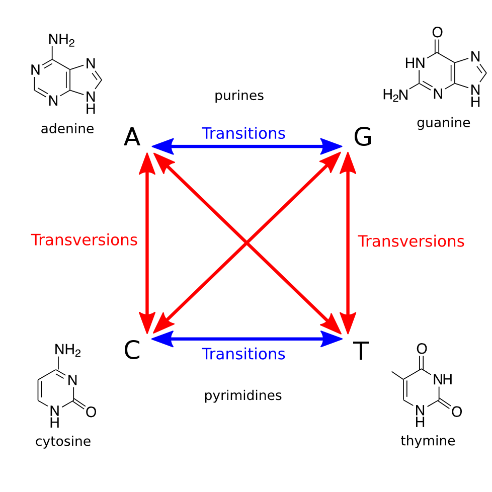 transitions and transversions