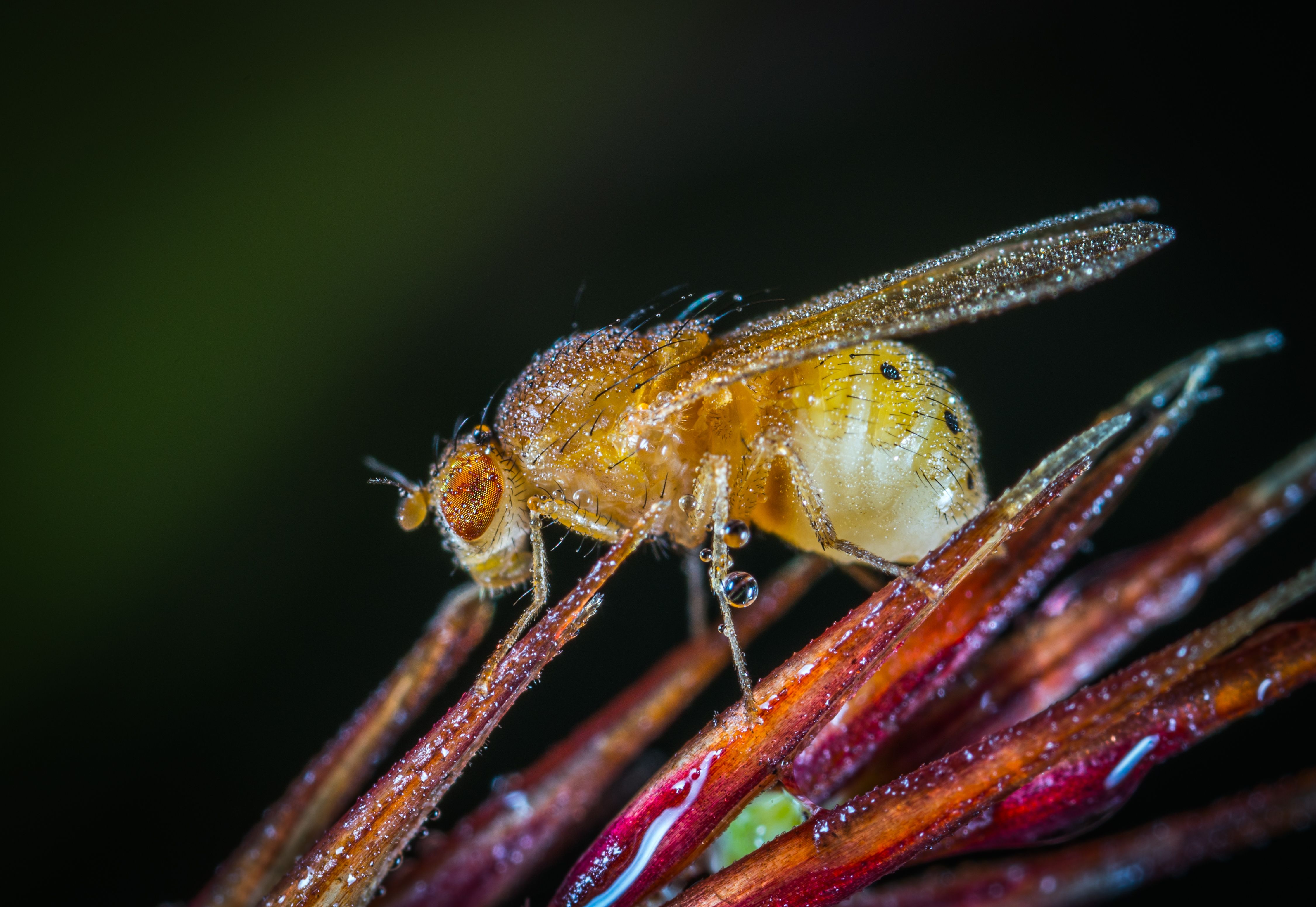 Fotografie van zeer dichtbij. Fotografie van zeer dichtbij.