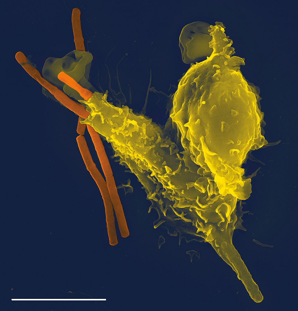 Microscopische opname van een neutrofiele granulocyt (geel) die een miltvuurbacterie (Bacillus anthracis; oranje) opslokt.