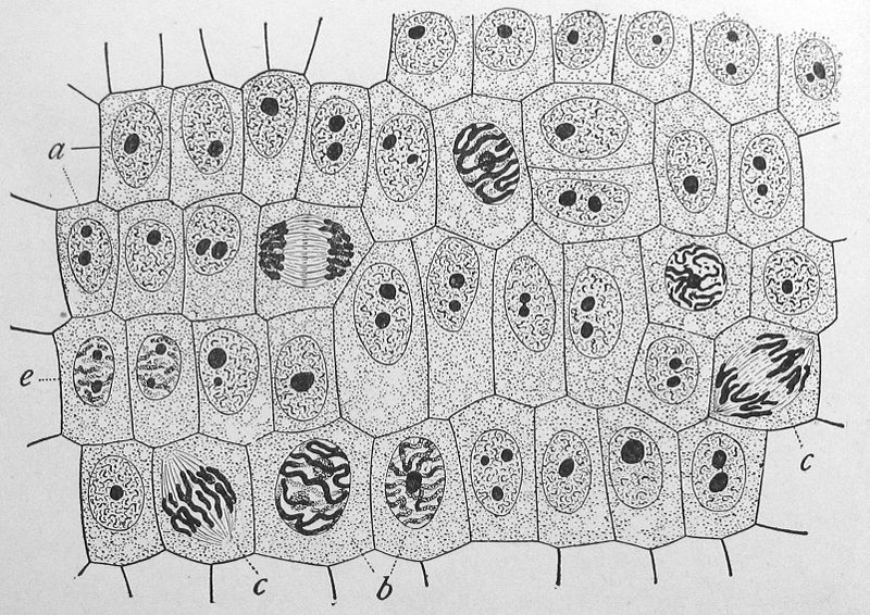 A 1900 drawing by Edmund Wilson of onion cells at different stages of mitosis. The sample has been dyed, causing chromatin in the cells (which soaks up the dye) to appear in greater contrast to the rest of the cell.