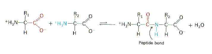 PeptideBond