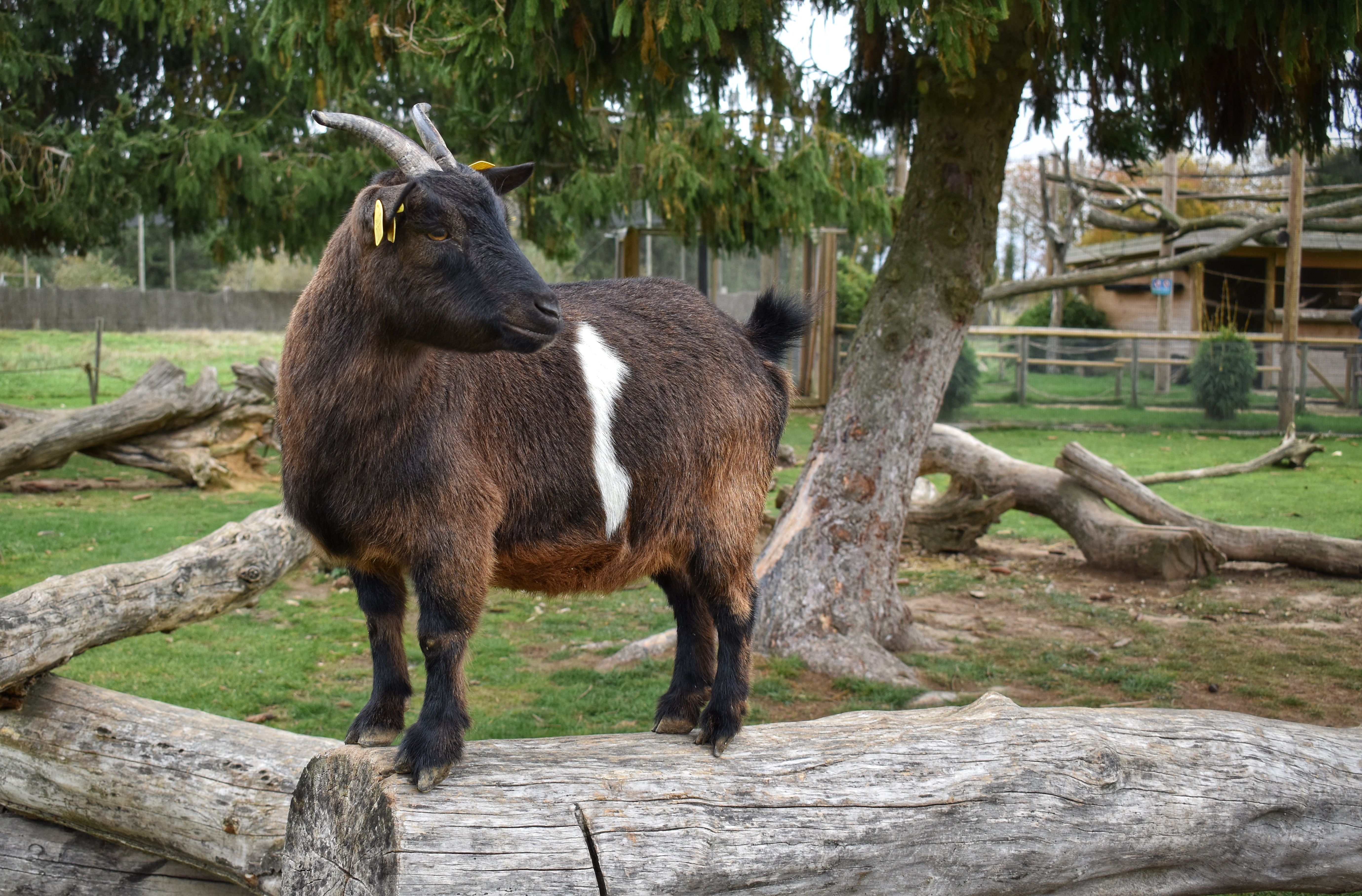 Nog een geit op nog een kinderboerderij.
