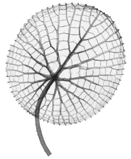 Victoria amazonica