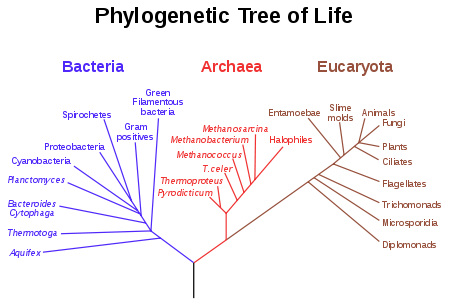 phylogenetic tree