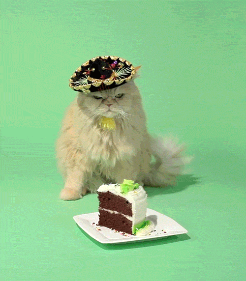 Een lol-cat. Een lol-cat.
