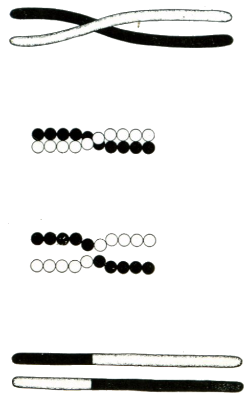 Fig. 64. Scheme to illustrate a method of crossing over of the chromosomes. Illustration made by Thomas Hunt Morgan (1916).